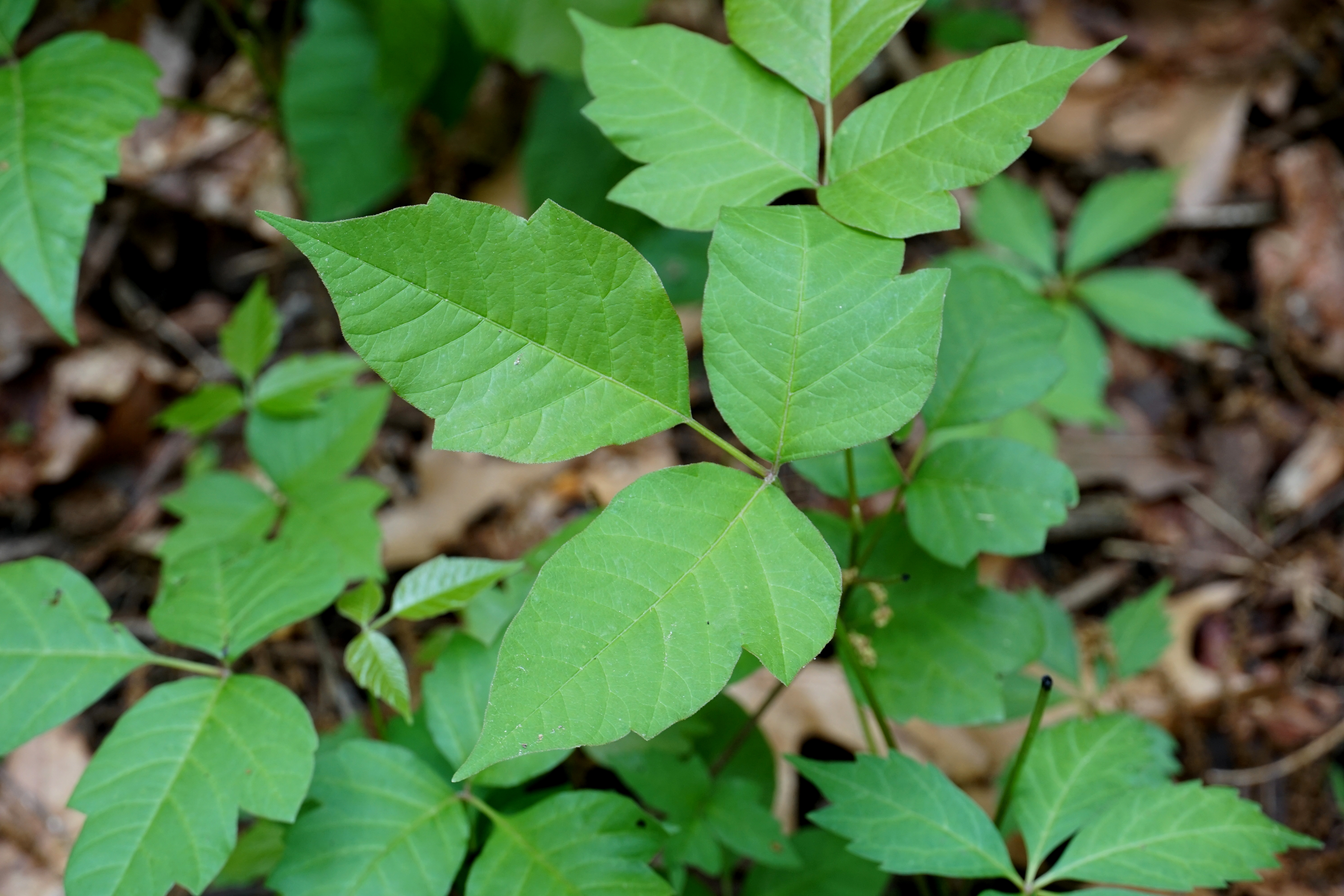 Ragweed and Poison Ivy