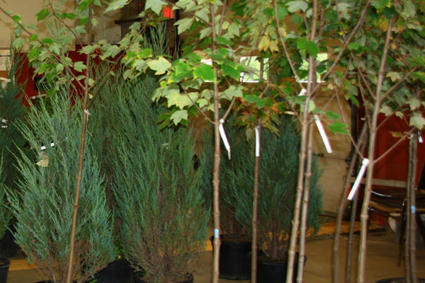 Tree Donation Program