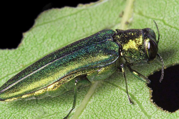 Emerald Ash Borer