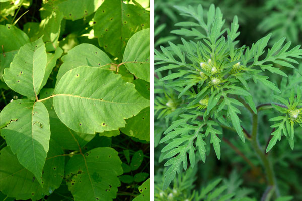 Ragweed and Poison Ivy