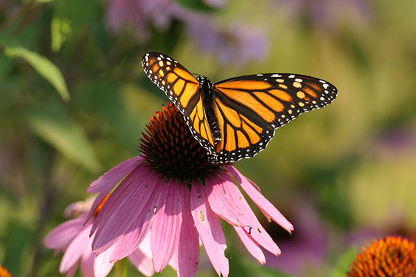 Monarch-Friendly Town