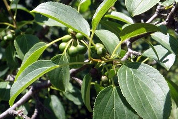 Espèces exotiques envahissantes